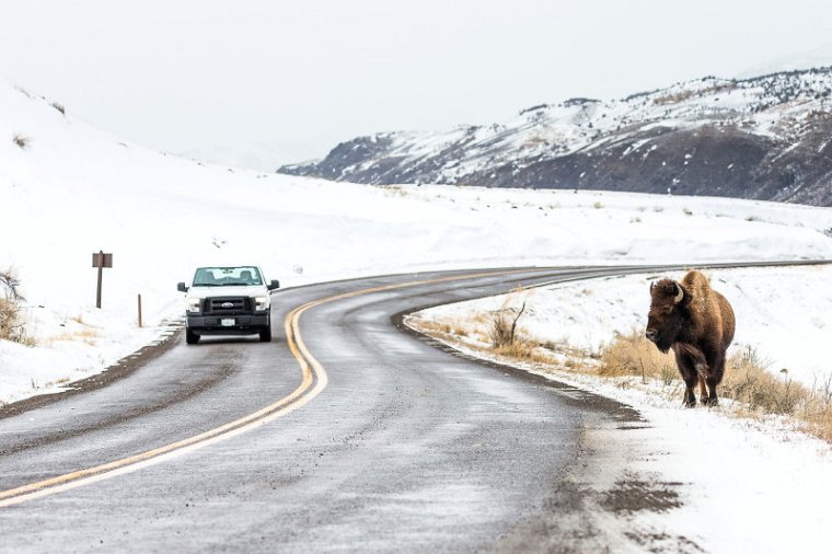 66 Yellowstone NP, bizon.jpg